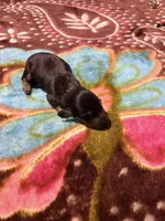 Sweet Boy, a male Miniature Dachshund for sale in Lynchburg, VA – Photo 5 of 7