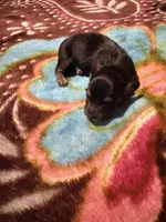 Sweet Boy, a male Miniature Dachshund for sale in Lynchburg, VA – Photo 2 of 7