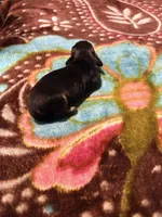 Sweet Boy, a male Miniature Dachshund for sale in Lynchburg, VA – Photo 7 of 7