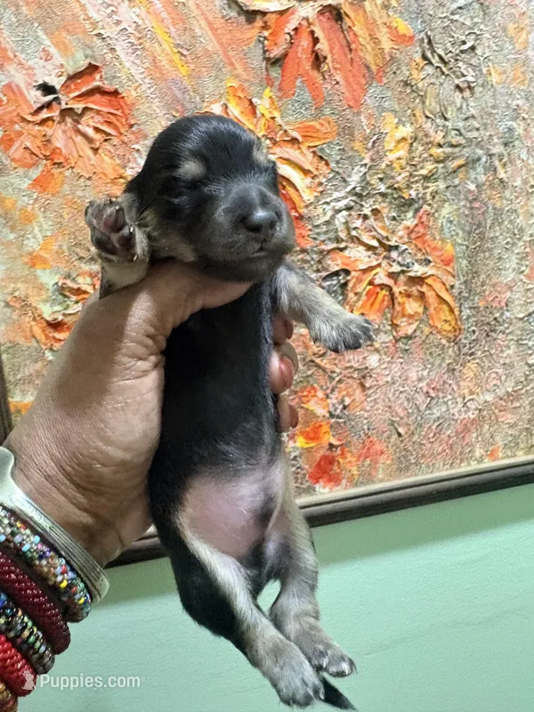 Sweet Boy – Miniature Dachshund puppy for sale in Lynchburg, VA