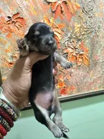 Sweet Boy, a male Miniature Dachshund for sale in Lynchburg, VA – Photo 1 of 7