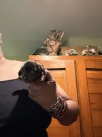 Black and Tan, a male Miniature Dachshund for sale in Lynchburg, VA – 2 of 8