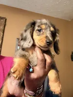 Dapple Girl, a female Miniature Dachshund for sale in Lynchburg, VA – 2 of 10