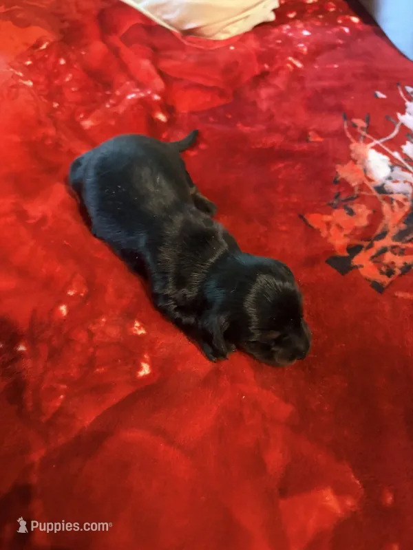 Black and Tan – Miniature Dachshund puppy for sale in Lynchburg, VA