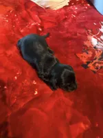 Black and Tan, a male Miniature Dachshund for sale in Lynchburg, VA – 1 of 8
