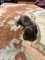Mocha Girl, a female Miniature Dachshund for sale in Lynchburg, VA – Photo 5 of 9