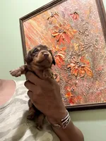 Mocha Girl, a female Miniature Dachshund for sale in Lynchburg, VA – Photo 1 of 9
