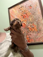 Mocha Girl, a female Miniature Dachshund for sale in Lynchburg, VA – Photo 6 of 9