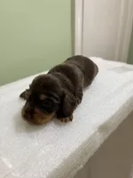Mocha Girl, a female Miniature Dachshund for sale in Lynchburg, VA – Photo 9 of 9