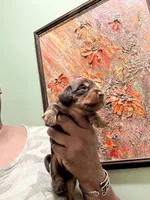 Mocha Girl, a female Miniature Dachshund for sale in Lynchburg, VA – Photo 3 of 9