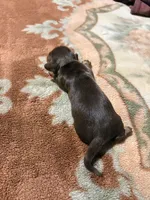 Mocha Girl, a female Miniature Dachshund for sale in Lynchburg, VA – Photo 4 of 9