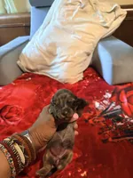 Black Tan Dapple, a female Miniature Dachshund for sale in Lynchburg, VA – 5 of 8