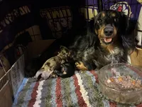 Silver and Cream Dapple, a female Miniature Dachshund for sale in Lynchburg, VA – 8 of 8