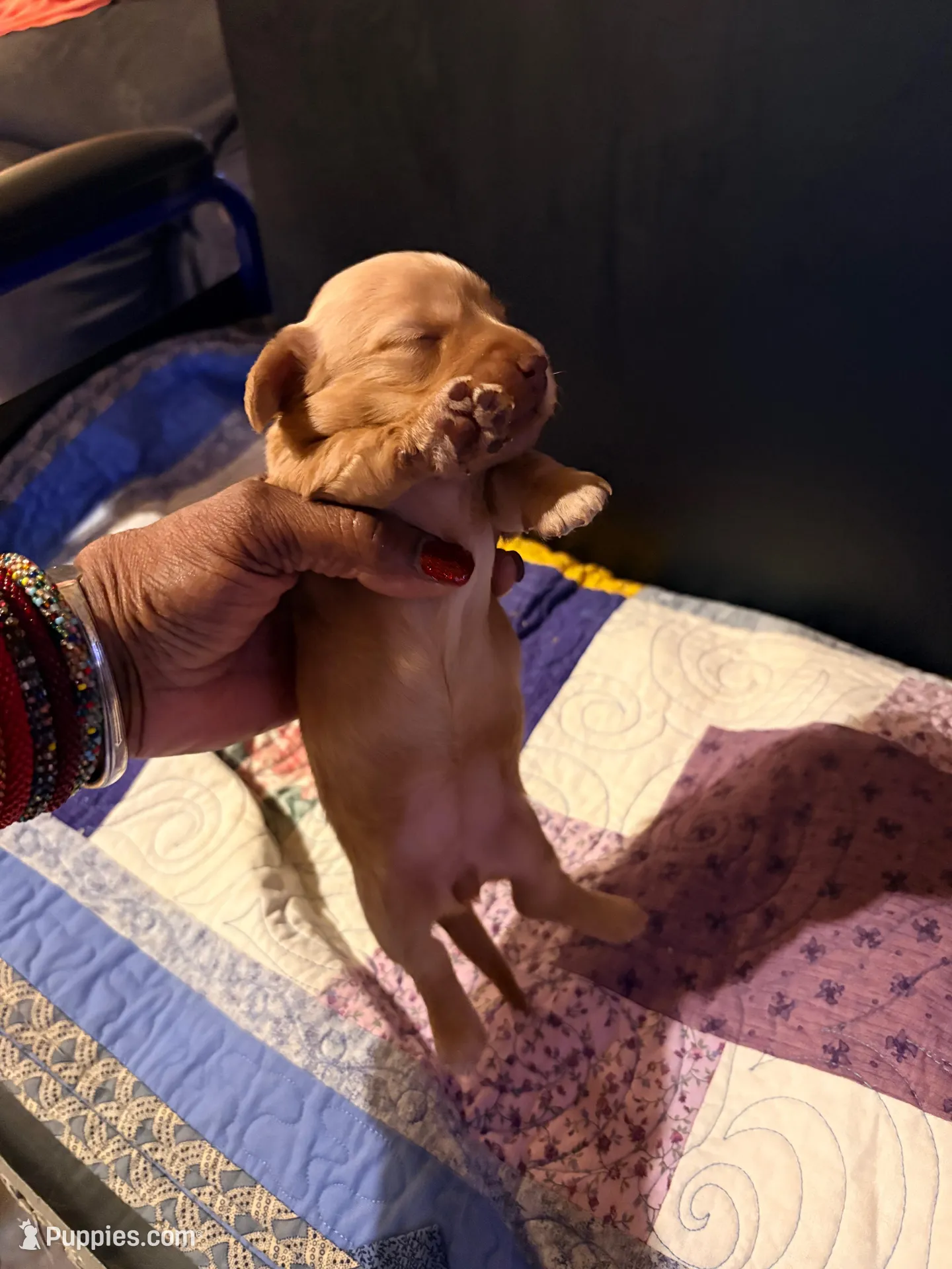 Diluted Red Girl, a female Miniature Dachshund for sale in Lynchburg, VA – Photo 6 of 8