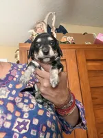 Black and Cream, a male Miniature Dachshund for sale in Lynchburg, VA – Photo 4 of 9
