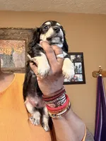 Black and Cream, a male Miniature Dachshund for sale in Lynchburg, VA – Photo 7 of 9