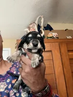 Black and Cream, a male Miniature Dachshund for sale in Lynchburg, VA – Photo 3 of 9