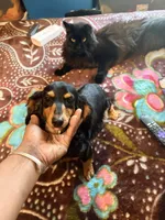 Black and Cream, a male Miniature Dachshund for sale in Lynchburg, VA – Photo 8 of 9
