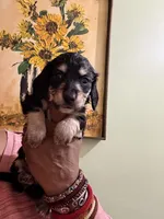 Black and Cream, a male Miniature Dachshund for sale in Lynchburg, VA – Photo 2 of 9