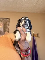 Black and Cream, a male Miniature Dachshund for sale in Lynchburg, VA – Photo 6 of 9