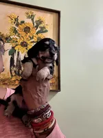 Black and Cream, a male Miniature Dachshund for sale in Lynchburg, VA – Photo 1 of 9