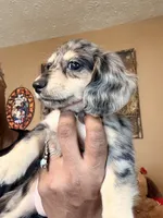 Silver and Cream Dapple, a female Miniature Dachshund for sale in Lynchburg, VA – 3 of 8