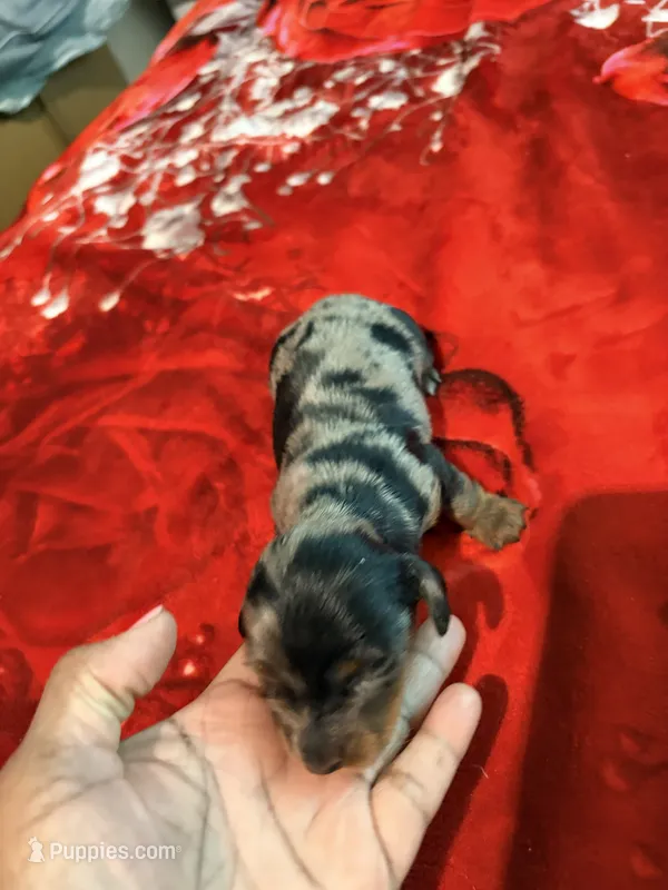 Black Tan Dapple – Miniature Dachshund puppy for sale in Lynchburg, VA