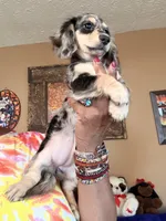 Silver and Cream Dapple, a female Miniature Dachshund for sale in Lynchburg, VA – 4 of 8