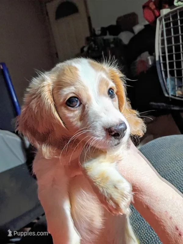 Diluted red piebald  – Miniature Dachshund puppy for sale in Lynchburg, VA