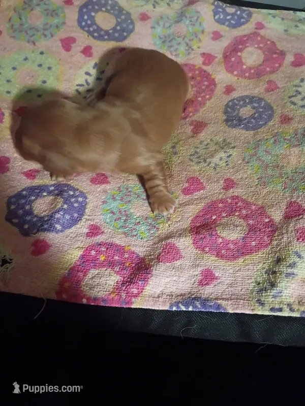 Red Cream Christmas Boy – Miniature Dachshund puppy for sale in Lynchburg, VA