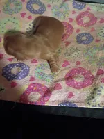 Red Cream Christmas Boy, a male Miniature Dachshund for sale in Lynchburg, VA – 1 of 5