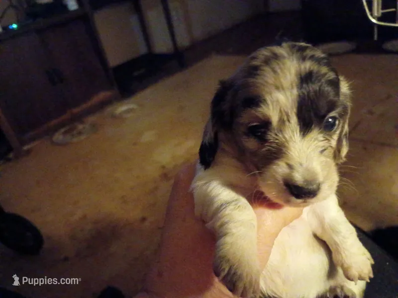 Silver Dapple 2 – Miniature Dachshund puppy for sale in Lynchburg, VA