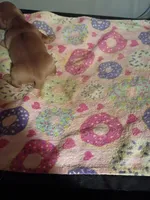 Red Cream Christmas Boy, a male Miniature Dachshund for sale in Lynchburg, VA – 2 of 5