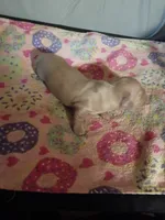 Cream Christmas Boy, a male Miniature Dachshund for sale in Lynchburg, VA – 2 of 5