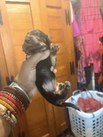 Too Cute, a female Miniature Dachshund for sale in Lynchburg, VA – Photo 7 of 7