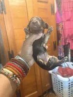 Too Cute, a female Miniature Dachshund for sale in Lynchburg, VA – Photo 5 of 7