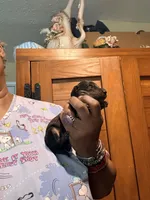 Too Cute, a female Miniature Dachshund for sale in Lynchburg, VA – Photo 2 of 7