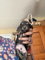 Sweet Boy, a male Miniature Dachshund for sale in Lynchburg, VA – Photo 2 of 10