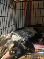 Sweet Boy, a male Miniature Dachshund for sale in Lynchburg, VA – Photo 5 of 10