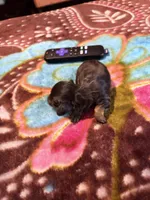 Sweet Boy, a male Miniature Dachshund for sale in Lynchburg, VA – Photo 4 of 10