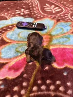 Sweet Boy, a male Miniature Dachshund for sale in Lynchburg, VA – Photo 3 of 10