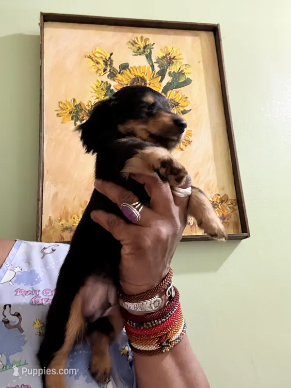 Sweet Boy – Miniature Dachshund puppy for sale in Lynchburg, VA