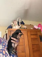 Sweet Boy, a male Miniature Dachshund for sale in Lynchburg, VA – Photo 8 of 10