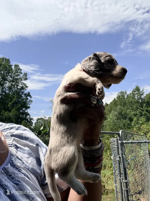 Silver Dapple 2 – Miniature Dachshund puppy for sale in Lynchburg, VA