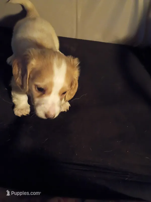 Cream Piebald – Miniature Dachshund puppy for sale in Lynchburg, VA