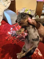 Silver Cutie, a female Miniature Dachshund for sale in Lynchburg, VA – 2 of 9