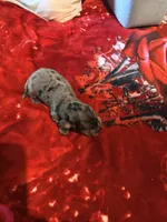Silver Cutie, a female Miniature Dachshund for sale in Lynchburg, VA – 9 of 9