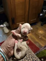 Cream Girl, a female Miniature Dachshund for sale in Lynchburg, VA – Photo 9 of 10