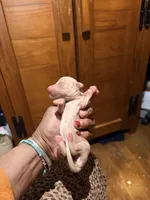 Cream Girl, a female Miniature Dachshund for sale in Lynchburg, VA – Photo 3 of 10