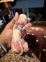 Cream Girl, a female Miniature Dachshund for sale in Lynchburg, VA – Photo 2 of 10